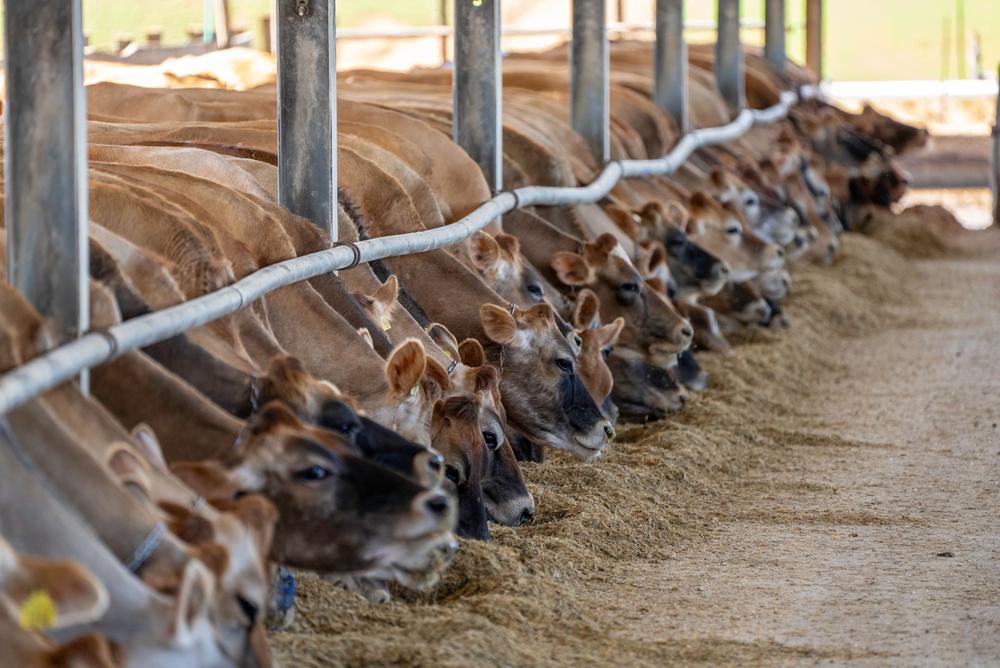 Cattle at a feeding line