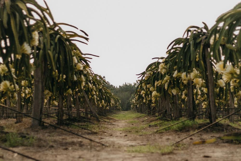 Rows of dragon fruit plants