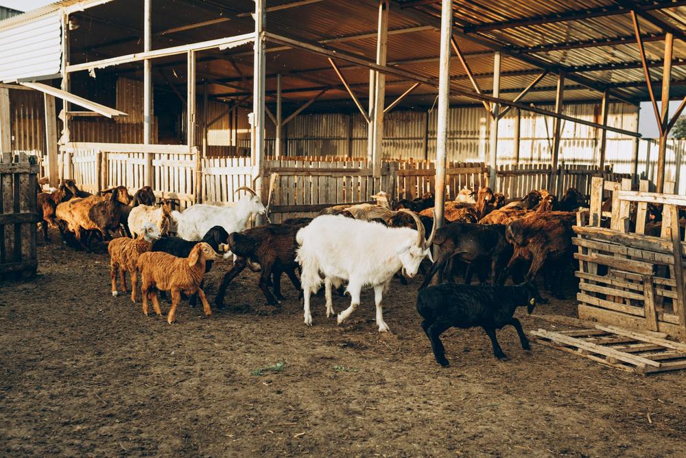 Goats in a farm pen at golden hour