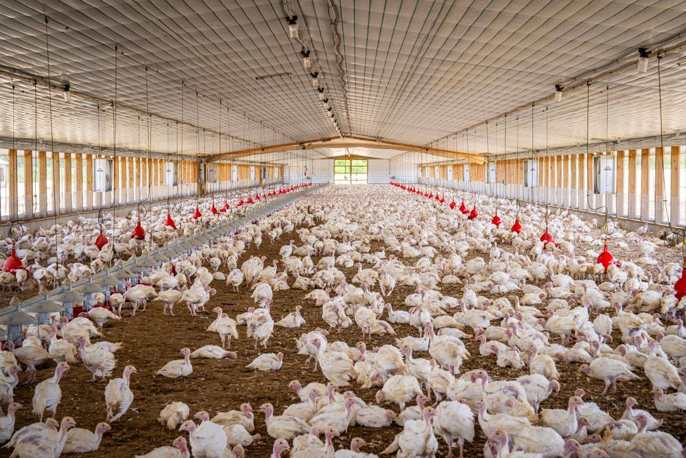 Inside a large poultry shed